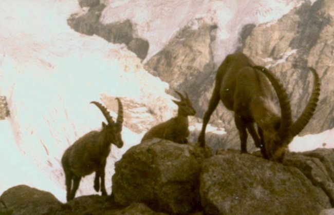 Ibex on ascent of the Wetterhorn 