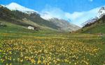 Andorra_meadow.jpg