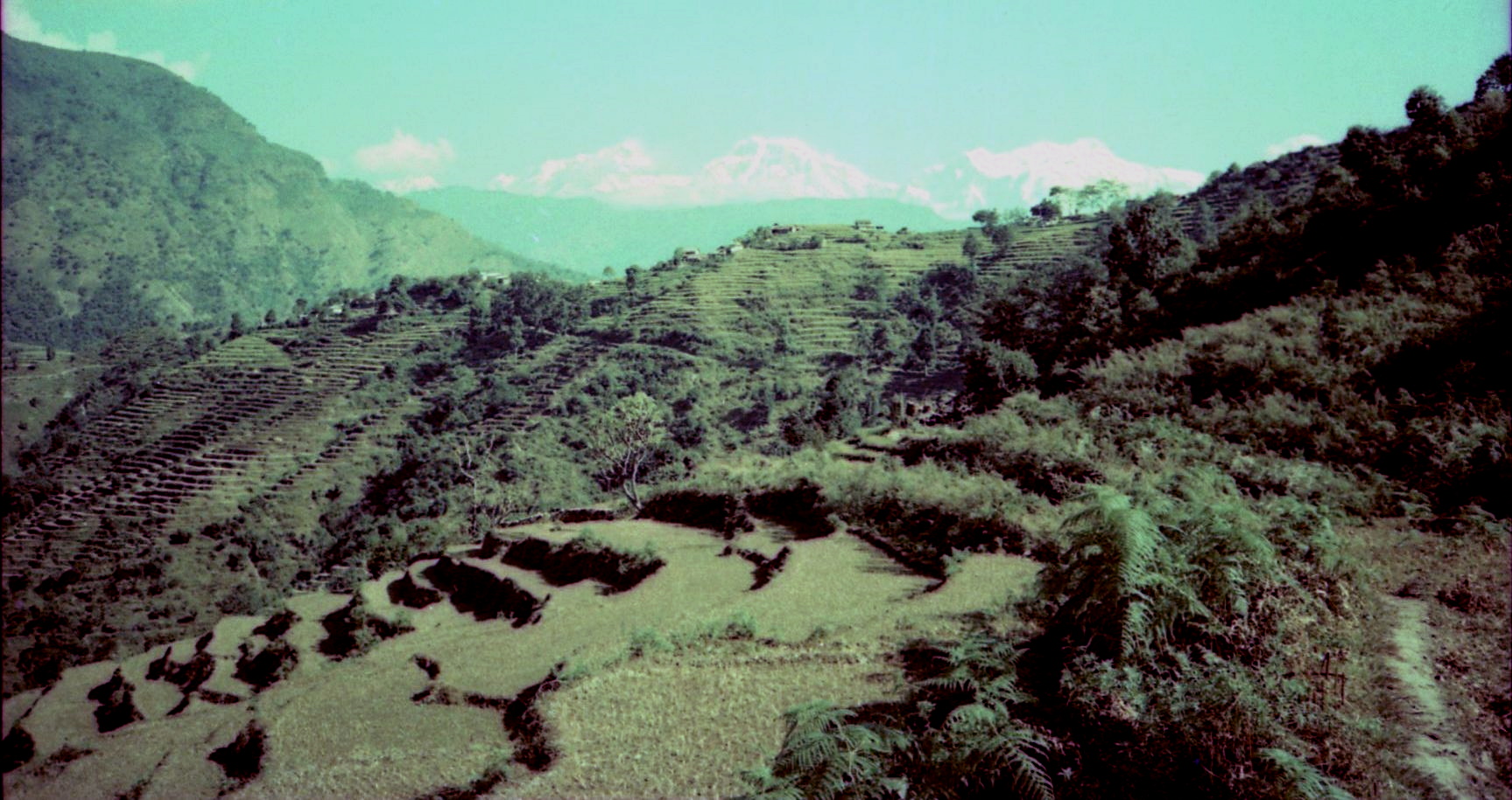 Terraced rice paddies on route from Marsayangdi Valley to Pokhara