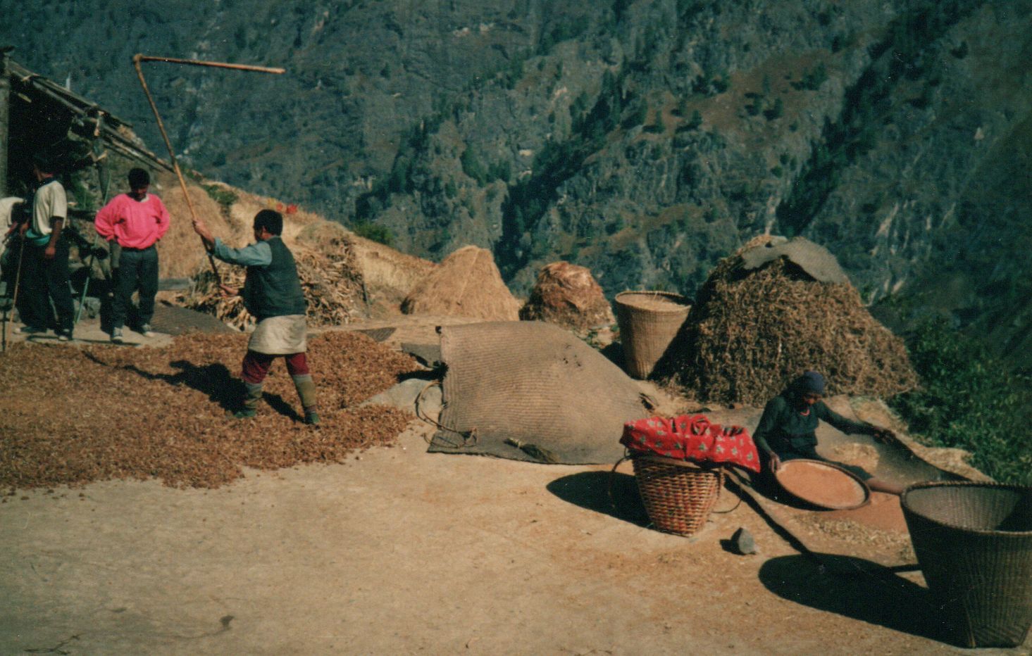 Thrashing Corn in Ngyak Village in the Buri Gandaki River Valley