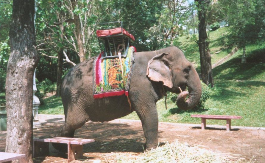 Elephant at Wat Phnom in Phnom Penh