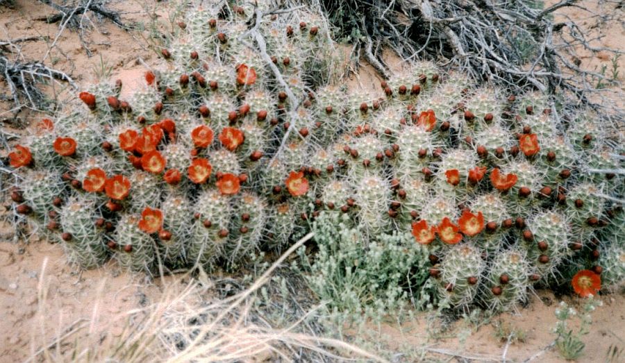 Claret Cup Cactii in the Valley Floor of the Grand Canyon