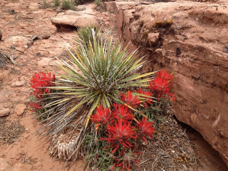 Paintbrush plant in the Valley Floor of the Grand Canyon