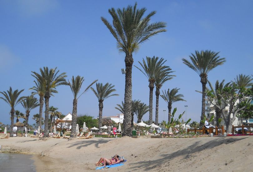 Palm trees along beach at Paphos