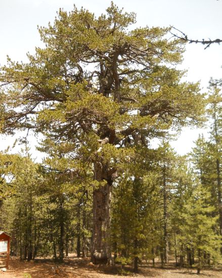600 year old Black Pine on Mount Olympus