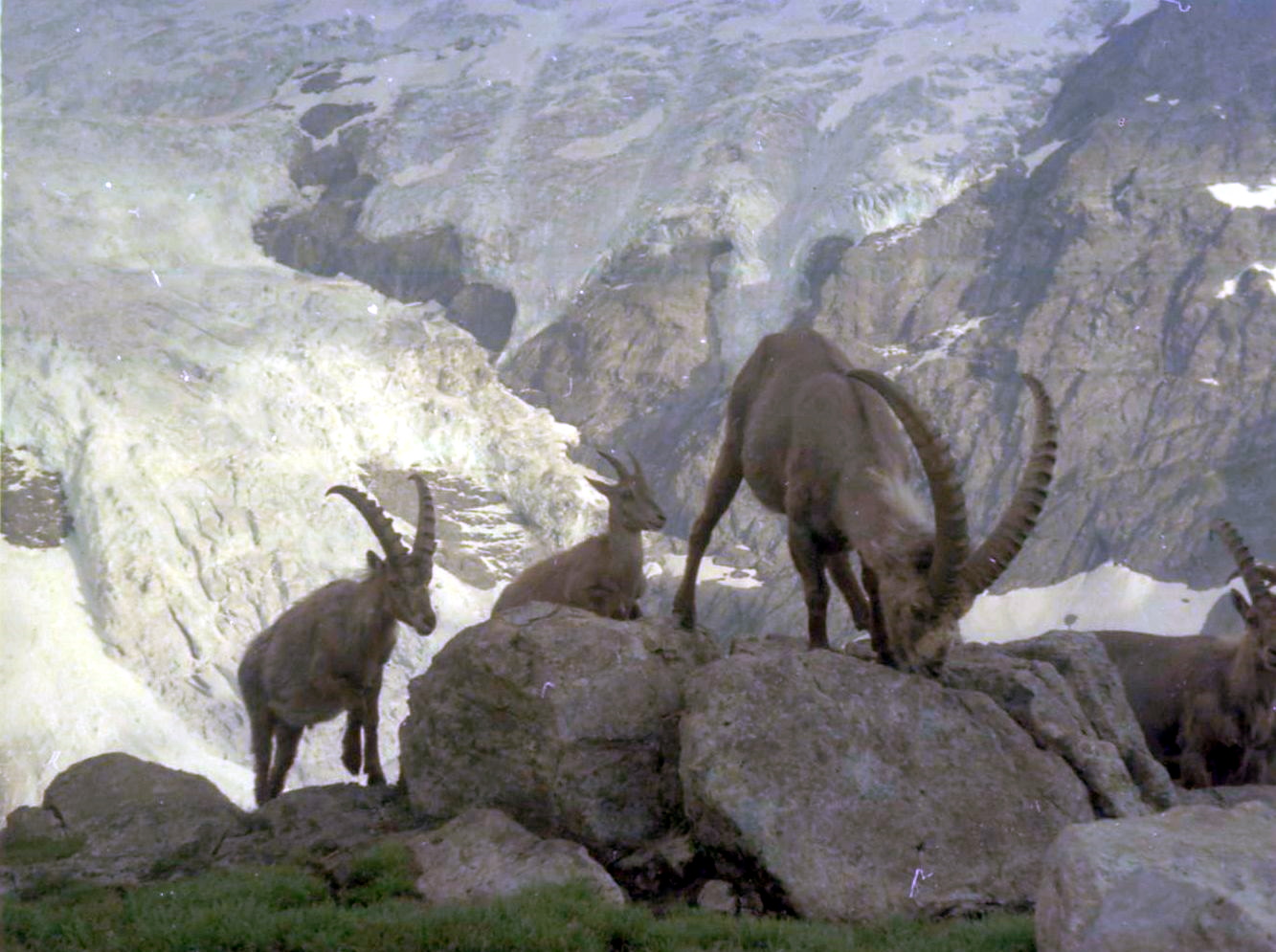 Ibex on ascent of the Wetterhorn