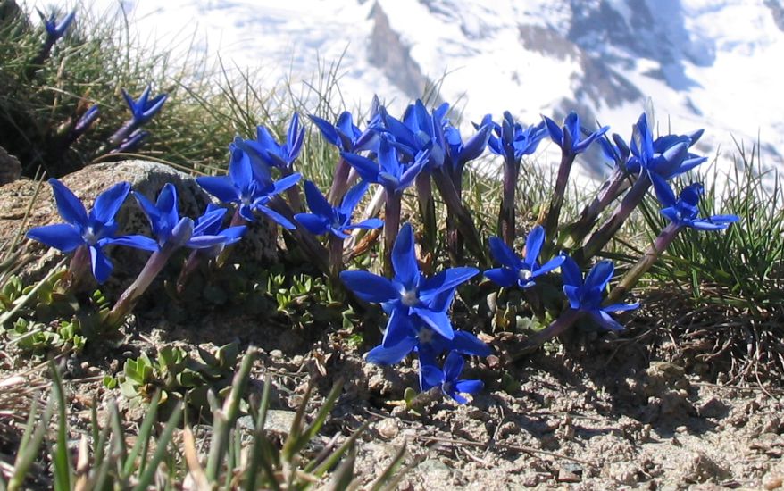 Alpine flowers - Gentian