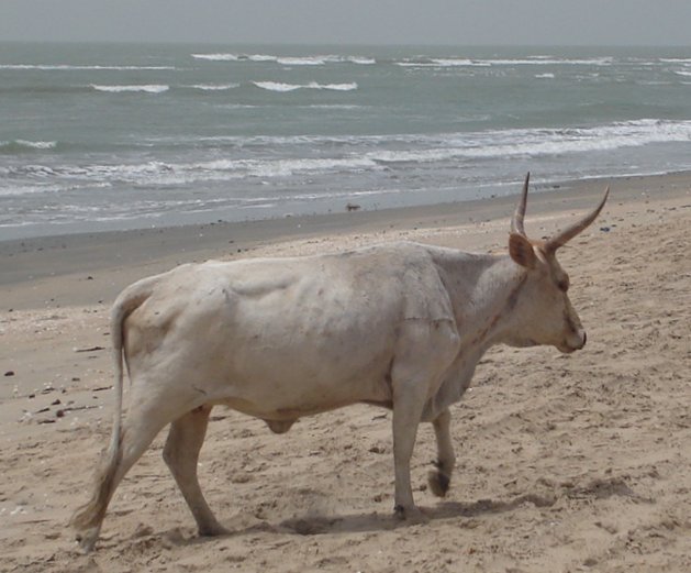 Bullock on Beach at Sanyang