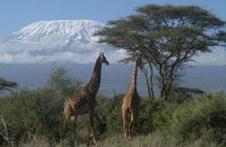 http://kilimanjaroclimbsafaris.blogspot.com/