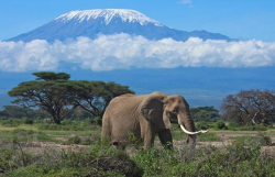 Kilimanjaro Expeditions