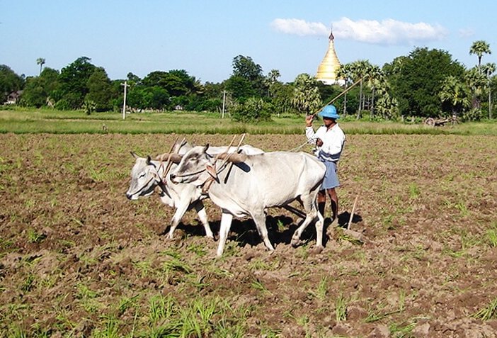 Bullock / Ox Plough at Inwa near Mandalay in northern Myanmar / Burma