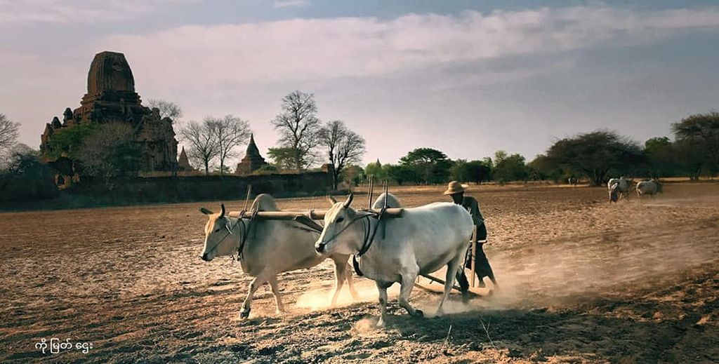 Bullock / Ox Plough in  Myanmar / Burma