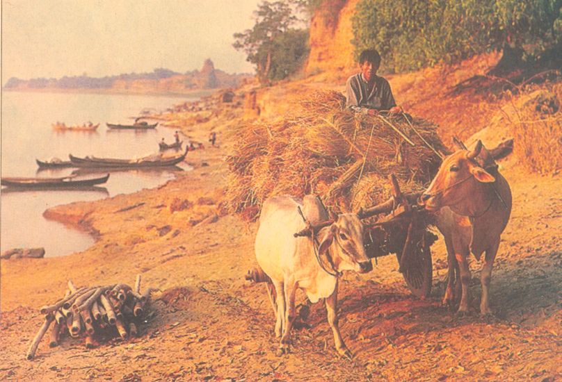 Bullock / Ox Cart at Irrawaddy River