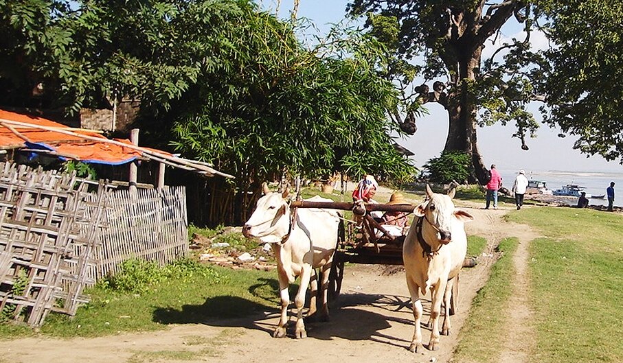 Bullock / Ox Cart at Mingun