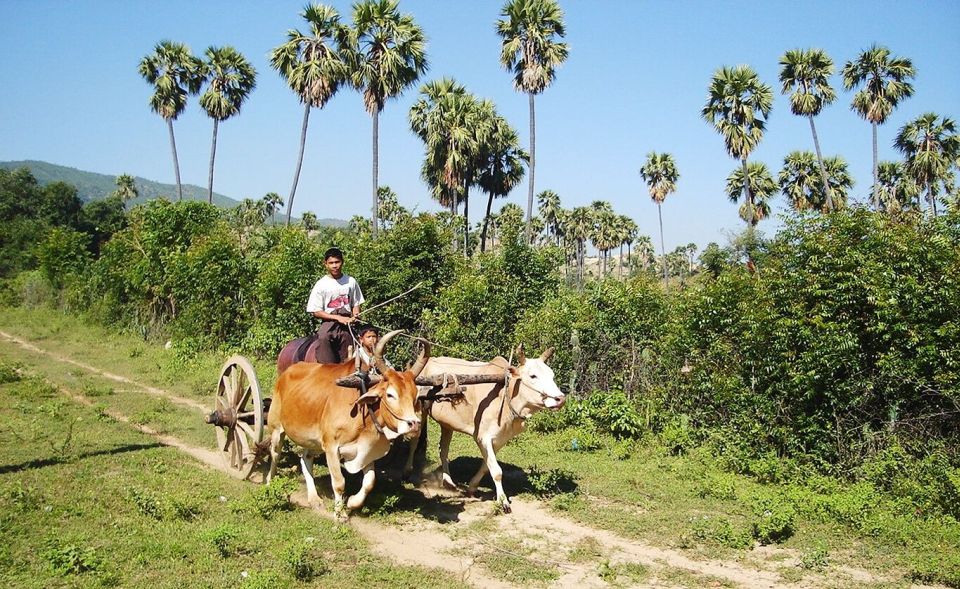 Bullock / Ox Cart at Mingun near Mandalay
