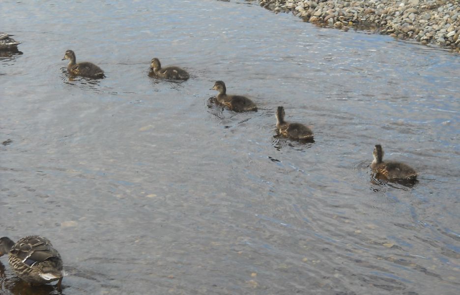 Ducks at Milarrochy Bay on Loch Lomond