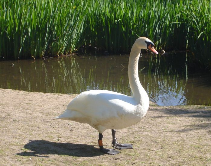 Swan at Kilmardinny Loch