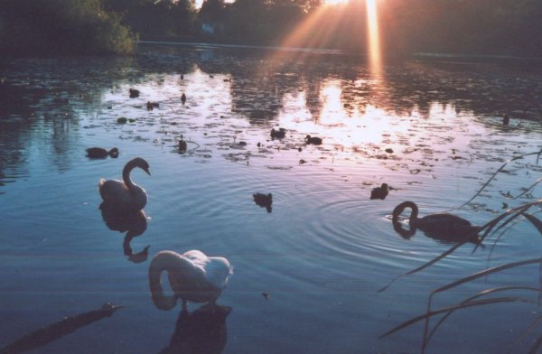 Swans at sunset on Kilmardinny Loch in Bearsden, Scotland