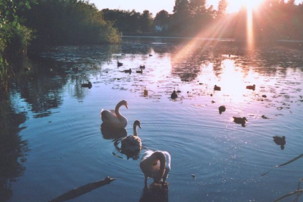Swans at sunset on Kilmardinny Loch in Bearsden