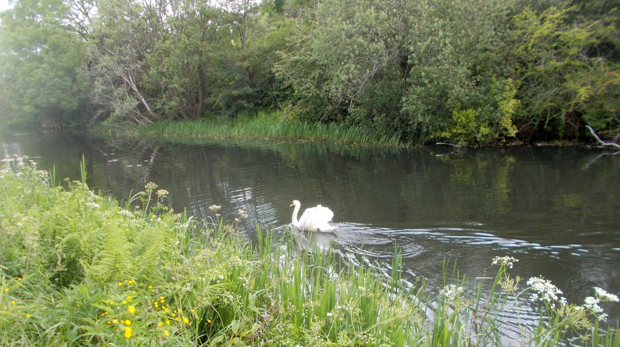 Swan on the Forth and Clyde Canal