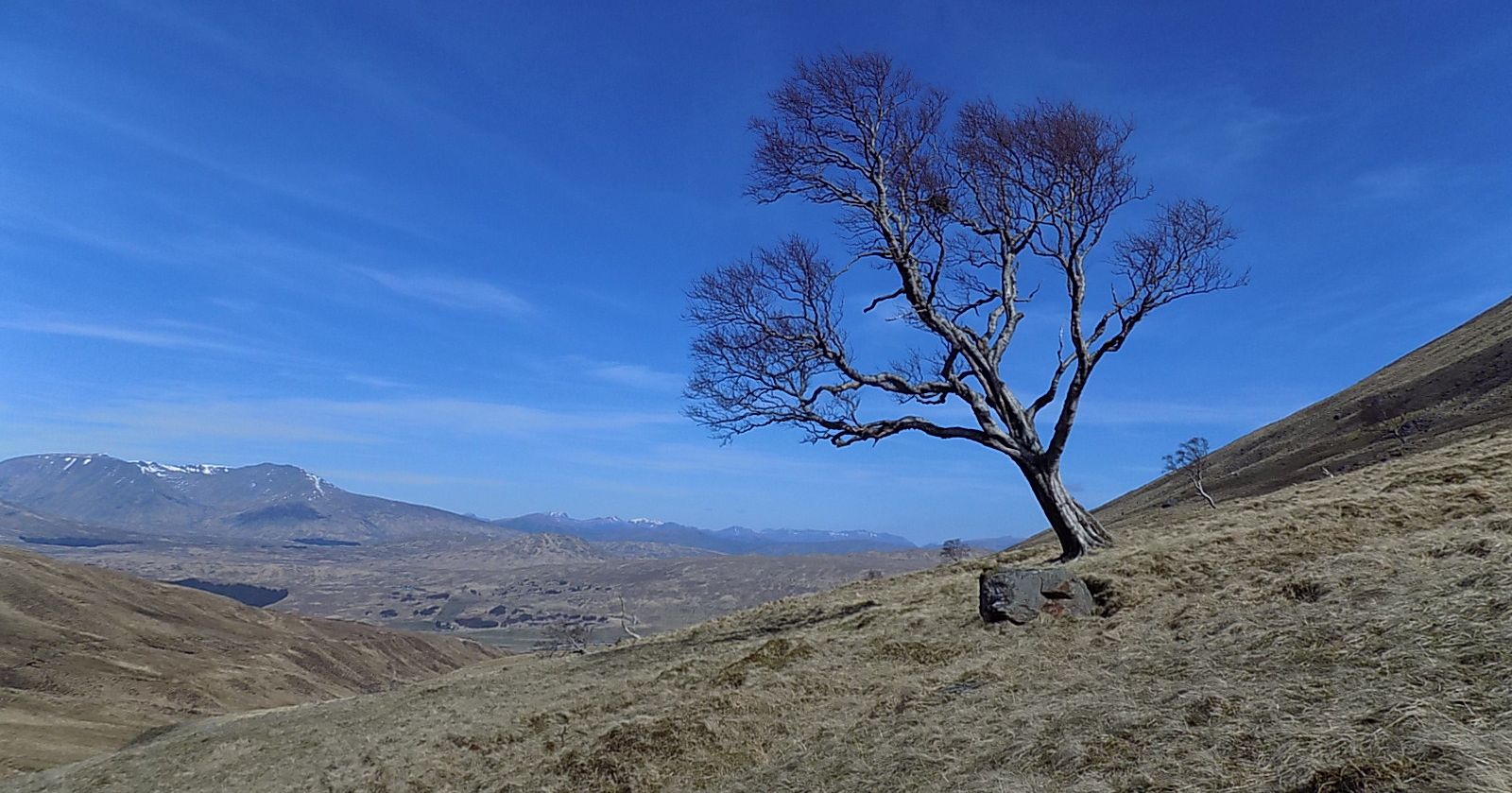Lone tree in Coire Achaladair
