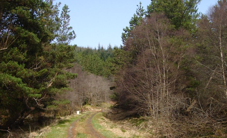 Path through forest at start of ascent of Beinn Mhic Mhonaidh