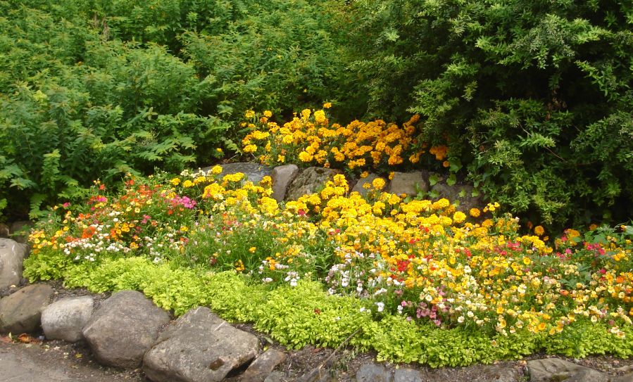 Flower Bed in the Botanic Gardens in Glasgow