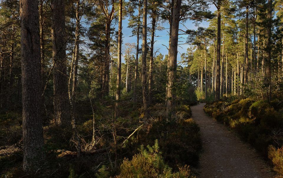 Pine Wood Forest near Loch Morlich in the Cairngorms of Scotland
