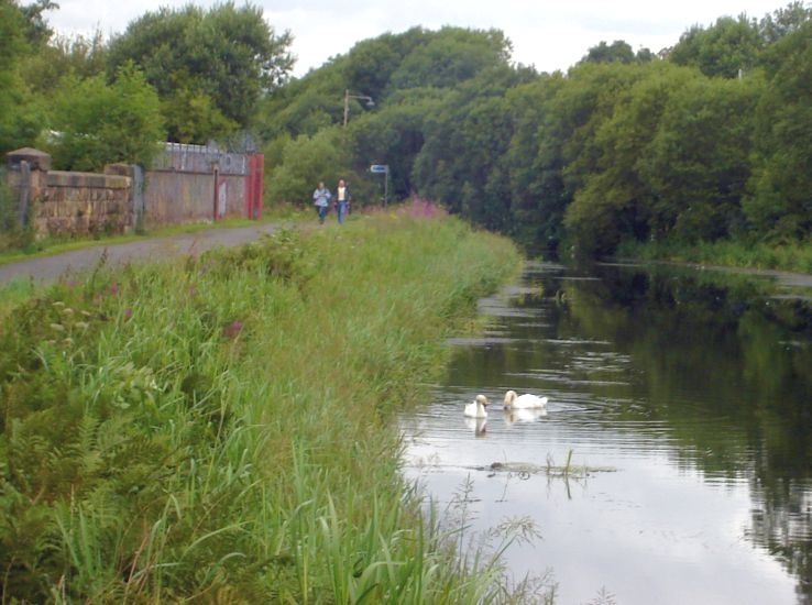 Swans on the Forth and Clyde Canal
