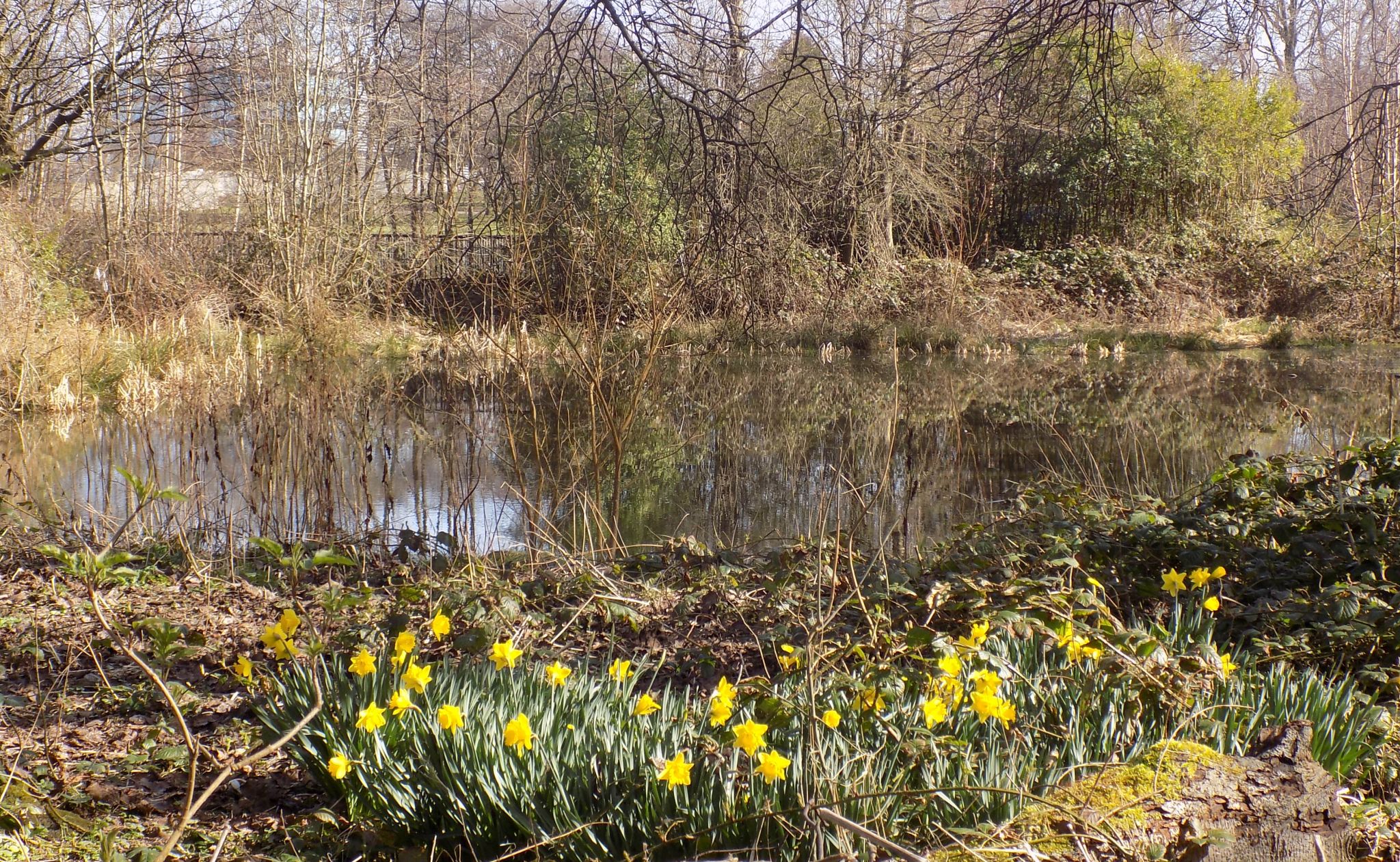 Daffodils at springtime in Richmond Park