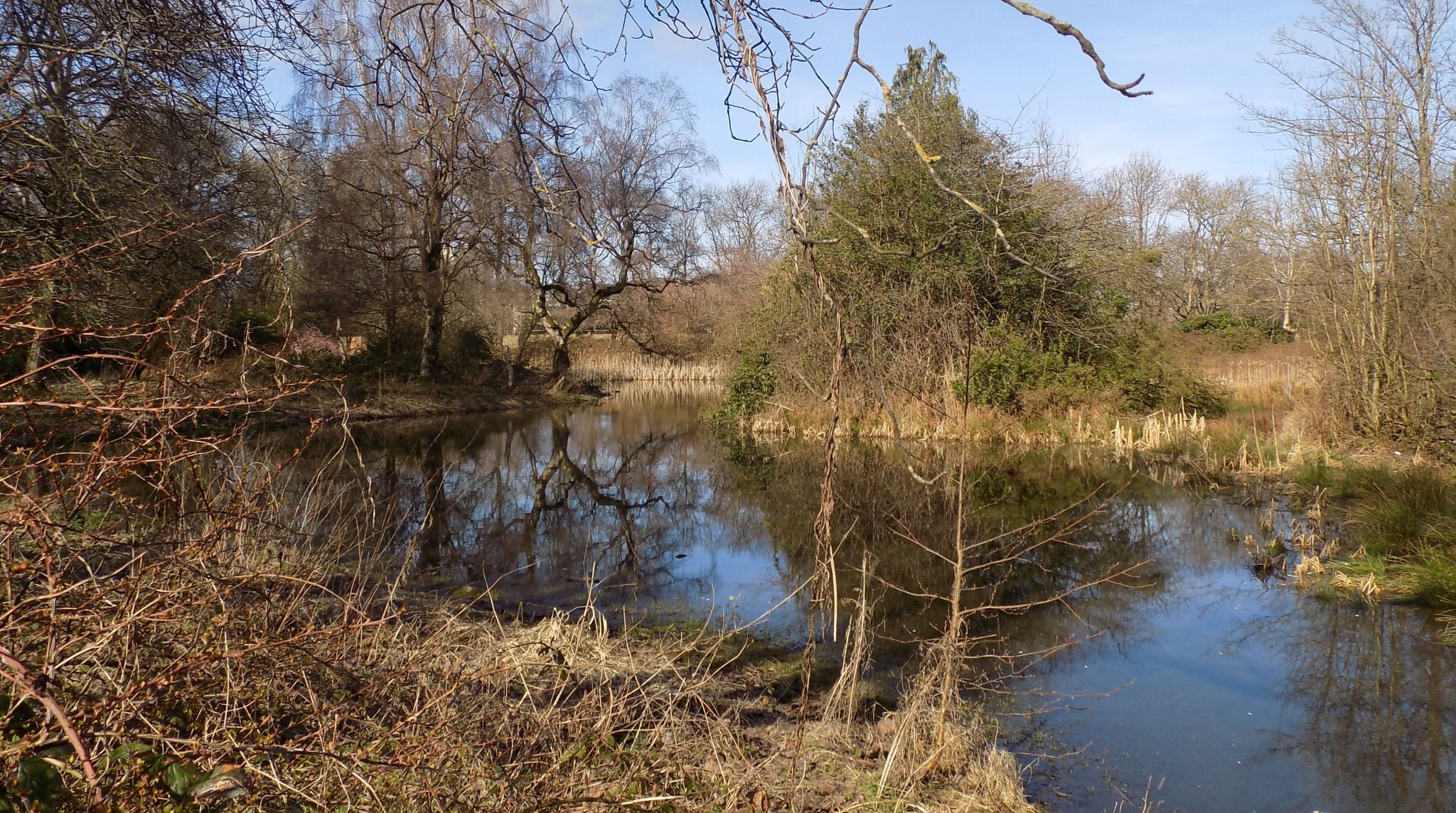 The wildlife pond in Richmond Park