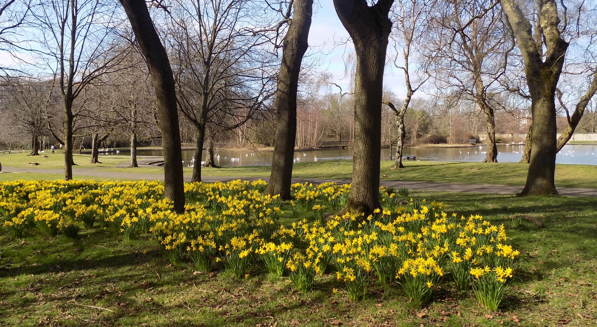 Daffodils at springtime in Richmond Park