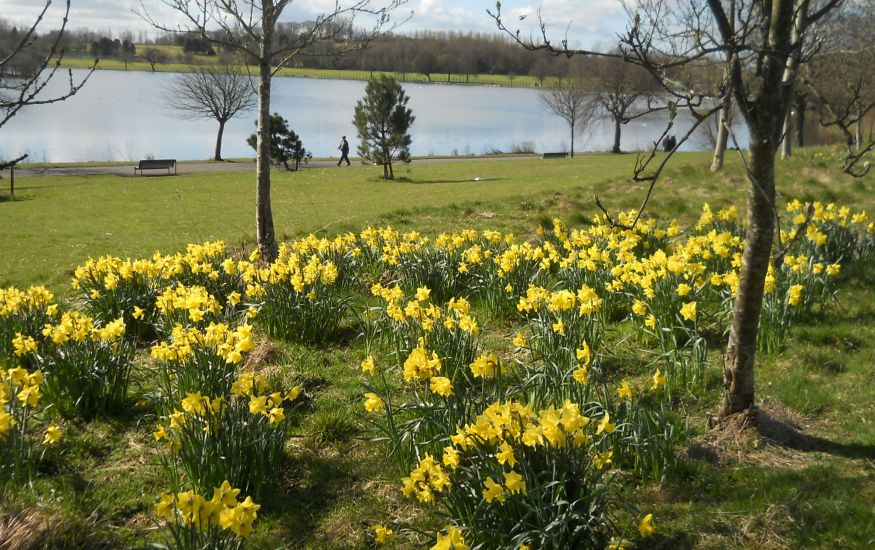 Daffodils in Springtime at Hogganfield Loch