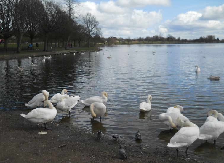 Swans at Hogganfield Loch