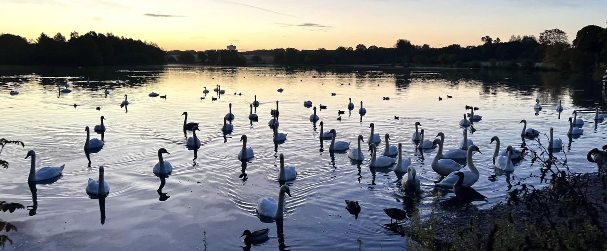 Swans at Hogganfield Loch