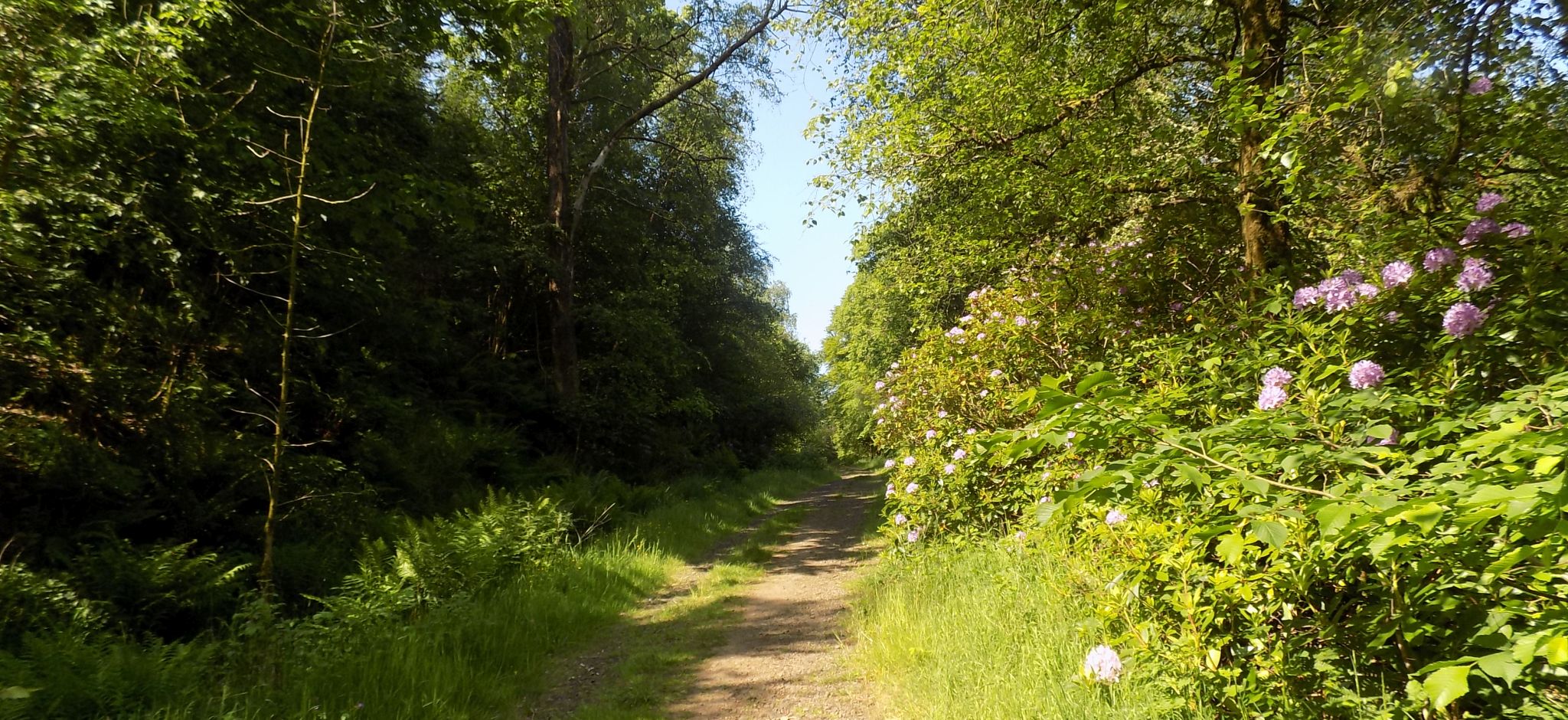 Path through Skiff Woods
