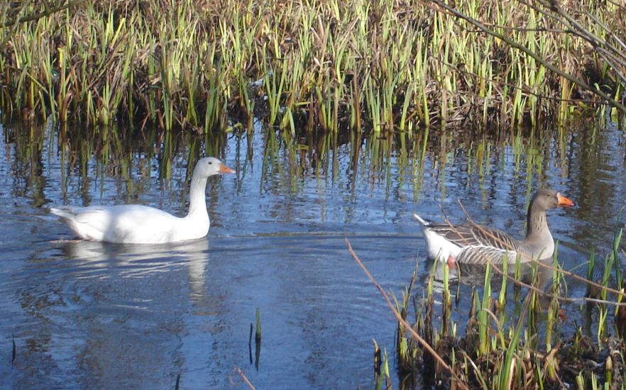 Ducks on Kilmardinny Loch in Bearsden