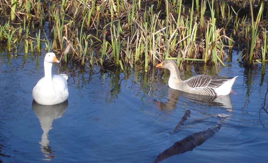 Geese on Kilmardinny Loch in Bearsden