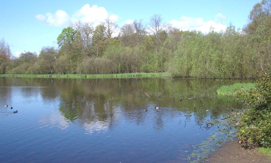 Waterbirds at Kilmardinny Loch in Bearsden