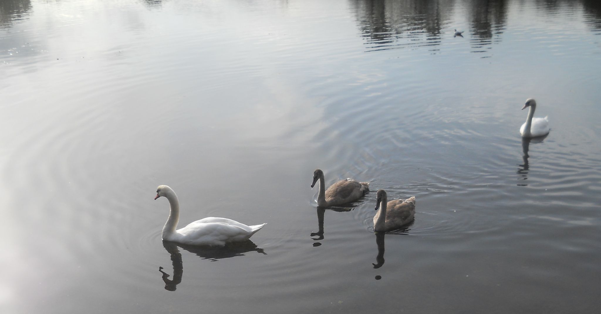 Swans on Kilmardinny Loch in Bearsden