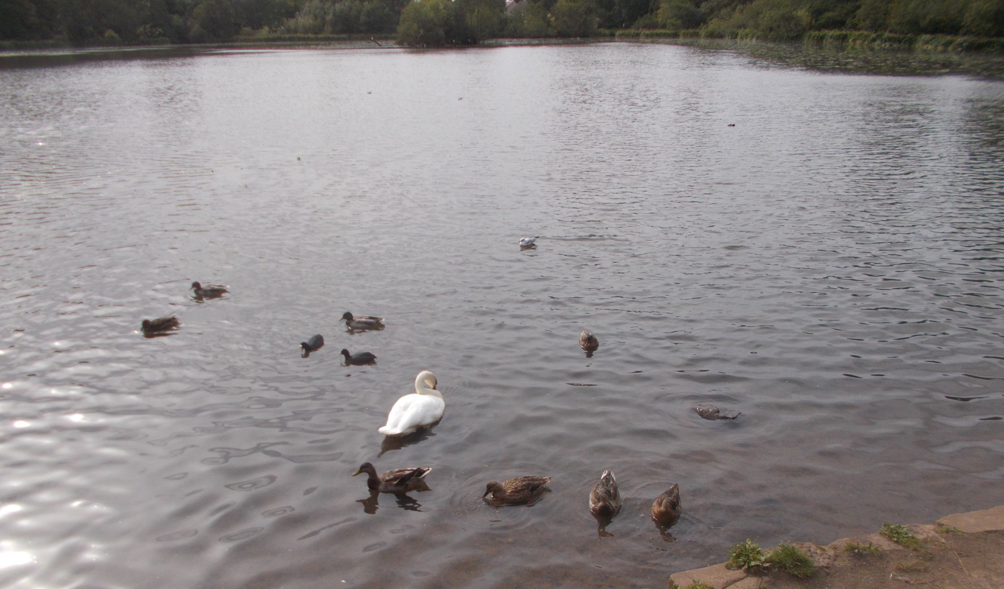 Ducklings at Kilmardinny Loch in Bearsden