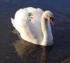 Kilmardinny Loch Swans