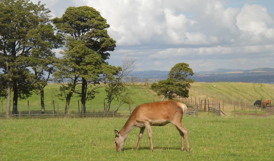 Red Deer in Beecraigs Country Park