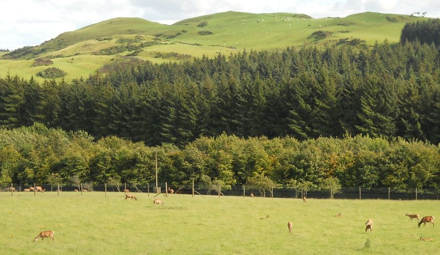 Deer in Beecraigs Country Park
