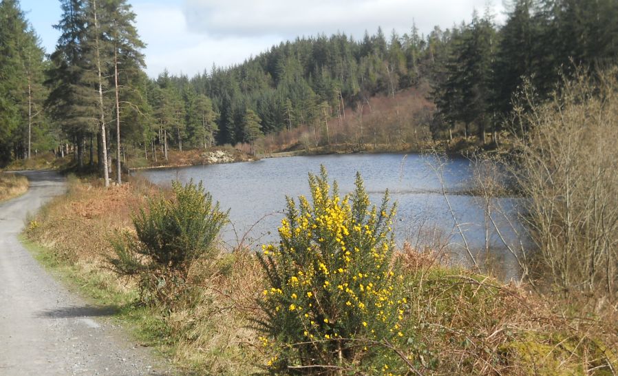 Lochan in Loch Ard Forest