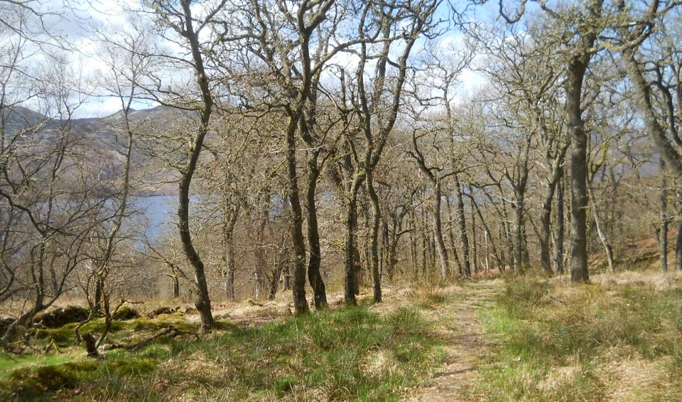 Ancient forest above Loch Katrine