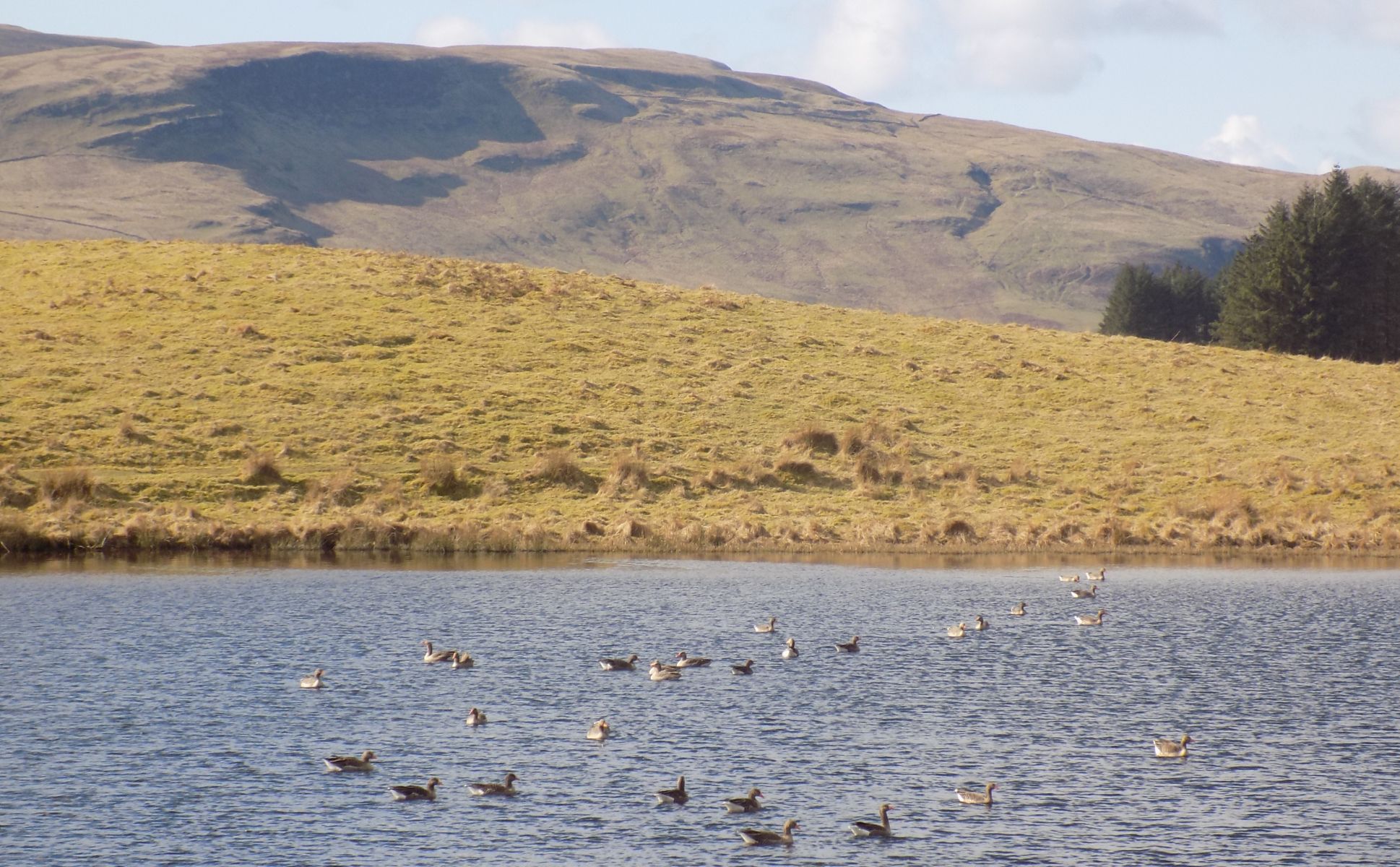 Geese in Loch Walton