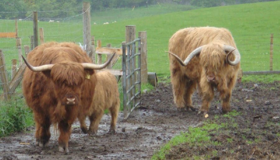 Highland Cattle at Callander