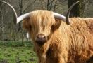 highland_cattle_hamish.jpg