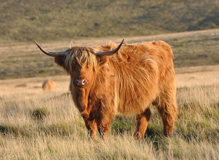 Highland Cattle in Beecraigs Country Park